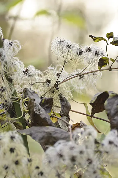 502067 - Old man's beard (Clematis vitalba)