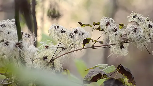 502068 - Old man's beard (Clematis vitalba)