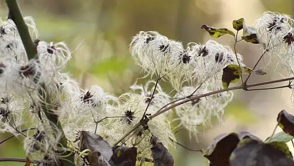 502069 - Old man's beard (Clematis vitalba)