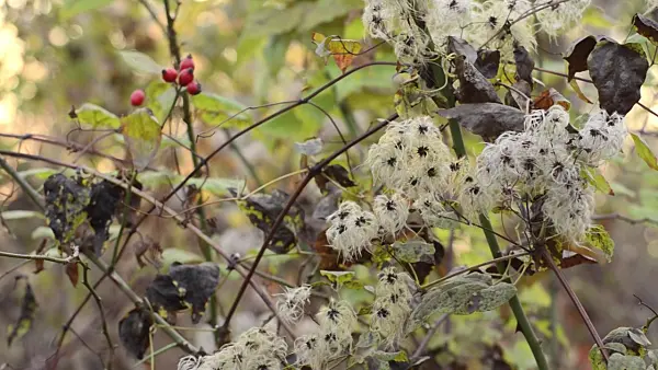502070 - Old man's beard (Clematis vitalba)
