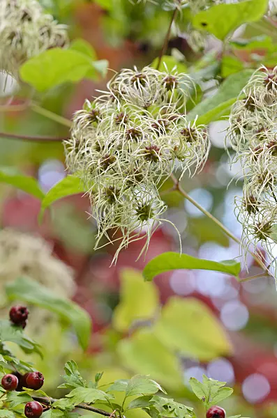 524199 - Old man's beard (Clematis vitalba)