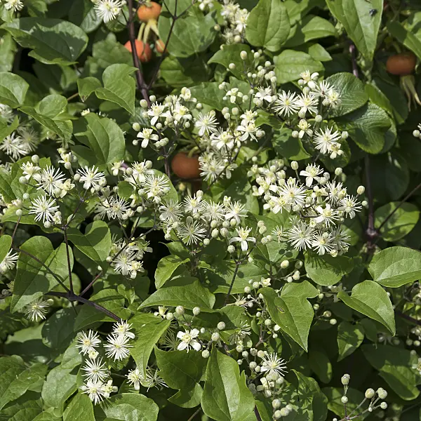 651178 - Old man's beard (Clematis vitalba)