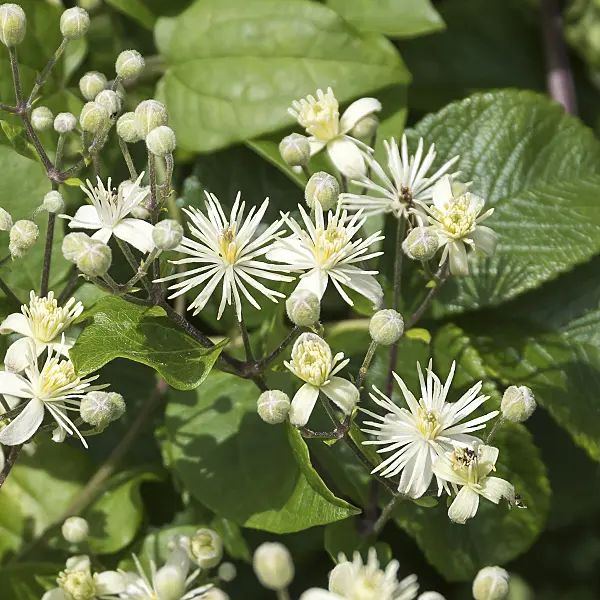 651179 - Old man's beard (Clematis vitalba)