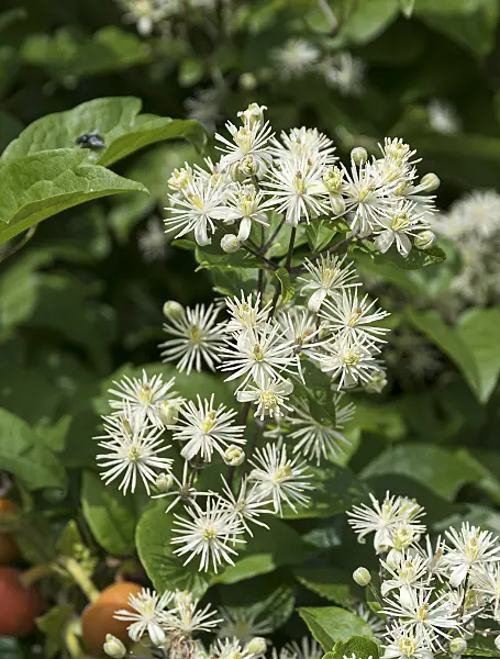 651180 - Old man's beard (Clematis vitalba)