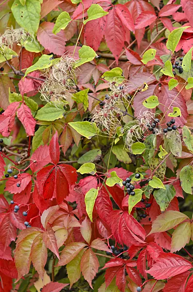 524200 - Old man's beard (Clematis vitalba) and Virginia creeper (Parthenocissus quinquefolia)