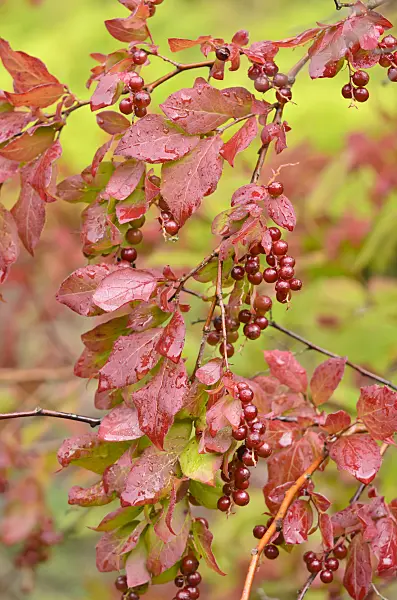 535173 - Oldham's blueberry (Vaccinium oldhamii)