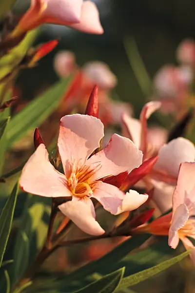 392077 - Oleander (Nerium oleander)