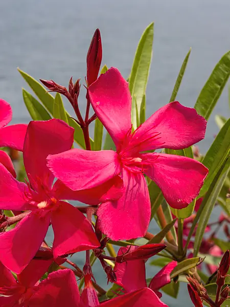 414083 - Oleander (Nerium oleander)