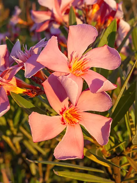 462209 - Oleander (Nerium oleander)