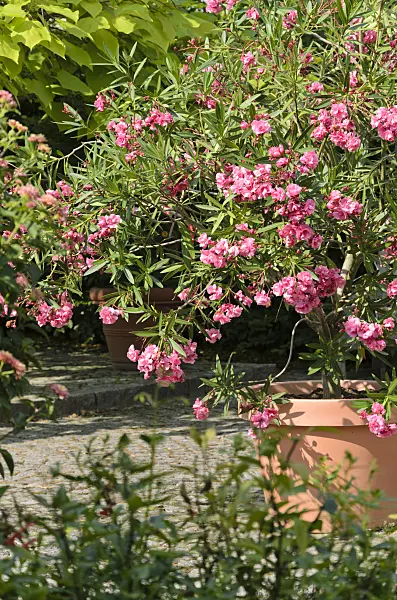 522100 - Oleander (Nerium oleander)