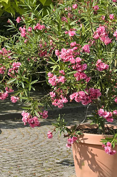 522102 - Oleander (Nerium oleander)