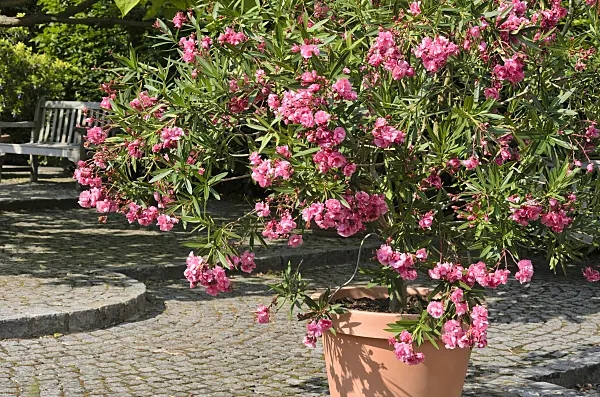 522103 - Oleander (Nerium oleander)