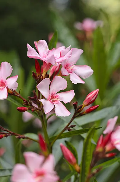 534195 - Oleander (Nerium oleander)