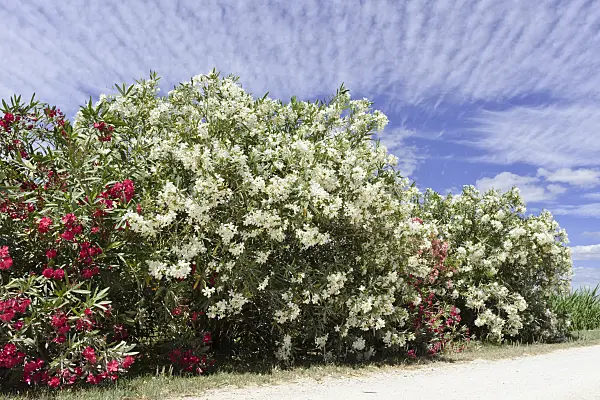 557093 - Oleander (Nerium oleander)