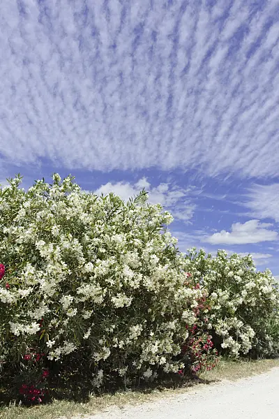 557094 - Oleander (Nerium oleander)