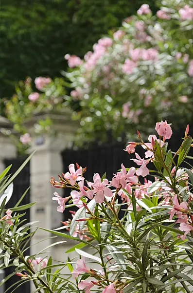 557210 - Oleander (Nerium oleander)