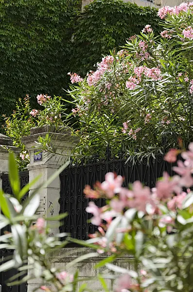 557211 - Oleander (Nerium oleander)