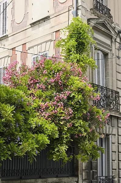 557208 - Oleander (Nerium oleander), Avignon, Provence, France