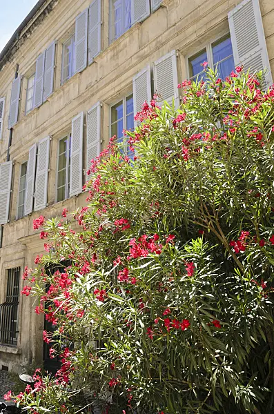 557213 - Oleander (Nerium oleander), Avignon, Provence, France