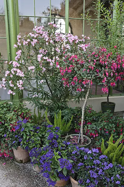 475111 - Oleander (Nerium oleander), fuchsias (Fuchsia) and heliotropes (Heliotropium)