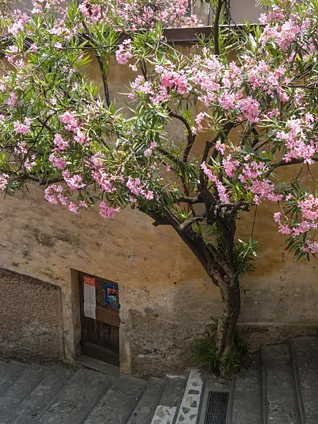 414080 - Oleander (Nerium oleander), Gandria, Switzerland