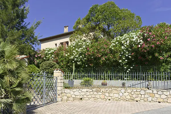 569110 - Oleander (Nerium oleander) in front of a residential building, Mandelieu, France