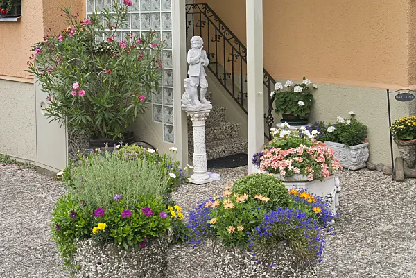 535008 - Oleander (Nerium oleander), lavenders (Lavandula), Cape daisies (Osteospermum) and lobelias (Lobelia) at a house entrance