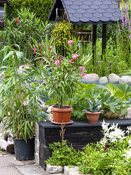 449034 - Oleander (Nerium oleander), umbrella plant (Darmera peltata syn. Peltiphyllum peltatum) and aloe (Aloe)