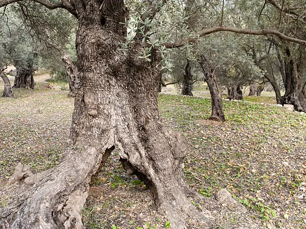 424076 - Olive tree (Olea europaea)