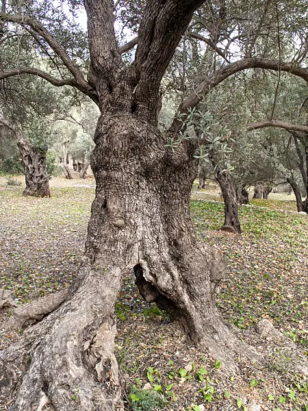 424077 - Olive tree (Olea europaea)