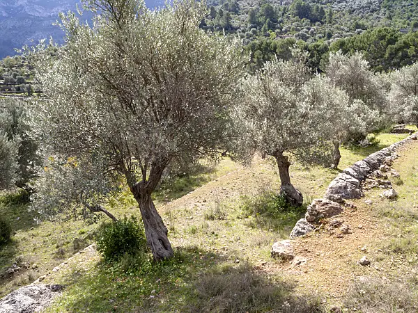 424101 - Olive tree (Olea europaea)