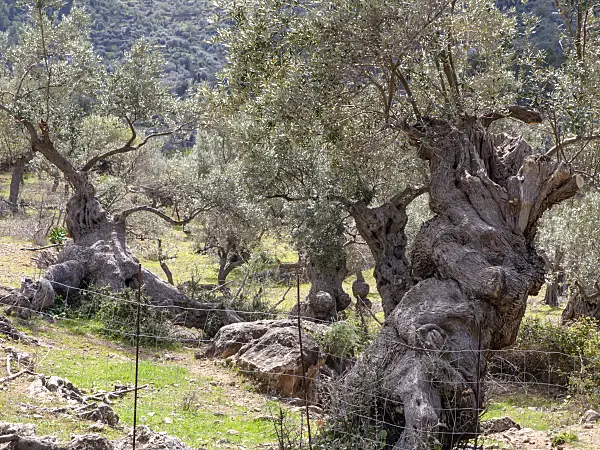 424105 - Olive tree (Olea europaea)