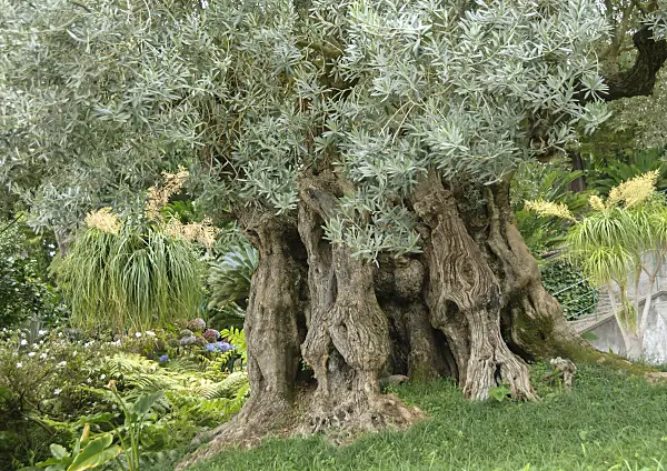 517207 - Olive tree (Olea europaea)