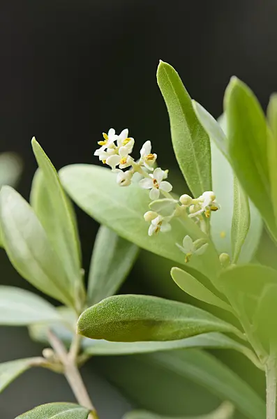534076 - Olive tree (Olea europaea)