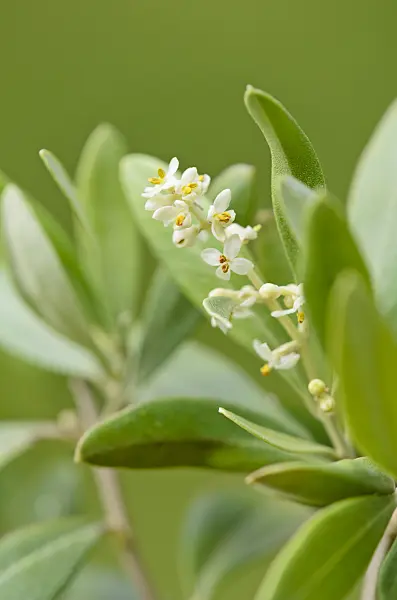 534077 - Olive tree (Olea europaea)