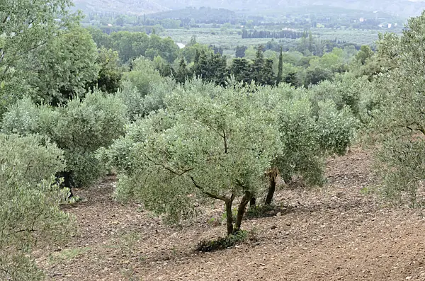 557152 - Olive tree (Olea europaea), Alpilles, Provence, France