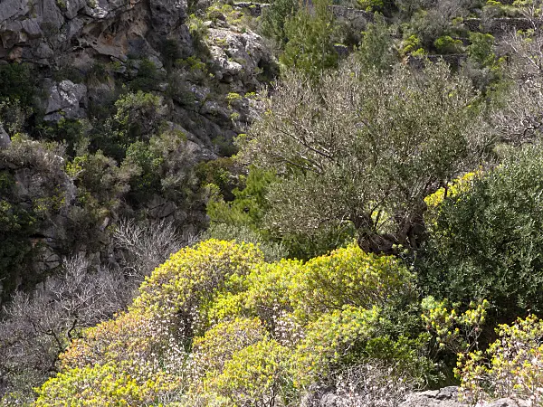 424109 - Olive tree (Olea europaea) and woody spurge (Euphorbia dendroides), Majorca, Spain