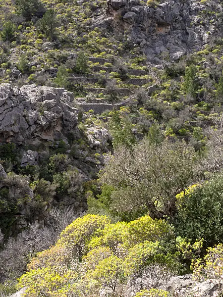 424110 - Olive tree (Olea europaea) and woody spurge (Euphorbia dendroides), Majorca, Spain
