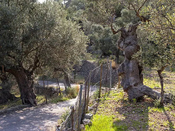 424071 - Olive tree (Olea europaea), Majorca, Spain