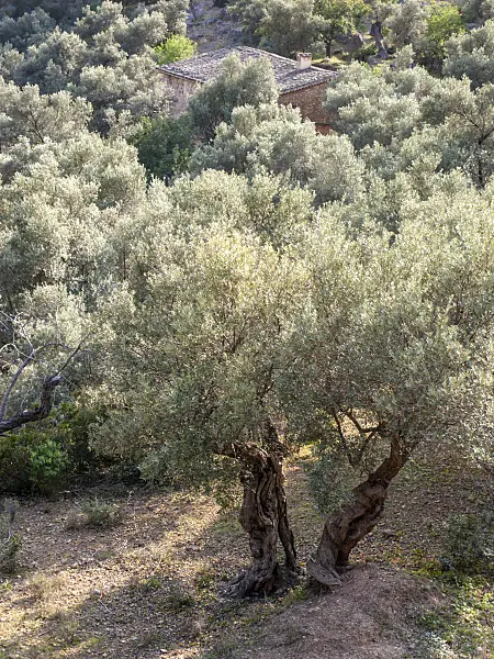 424072 - Olive tree (Olea europaea), Majorca, Spain