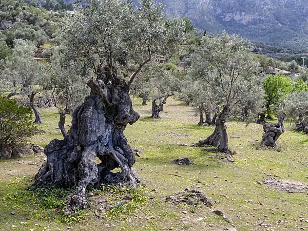 424107 - Olive tree (Olea europaea), Majorca, Spain