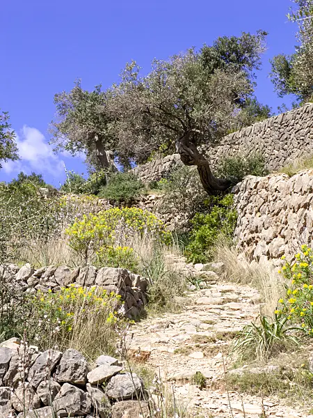 424108 - Olive tree (Olea europaea), Majorca, Spain