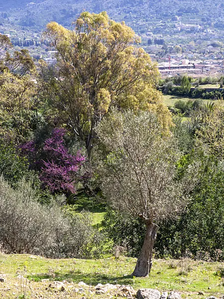 424100 - Olive tree (Olea europaea), Sóller, Majorca, Spain