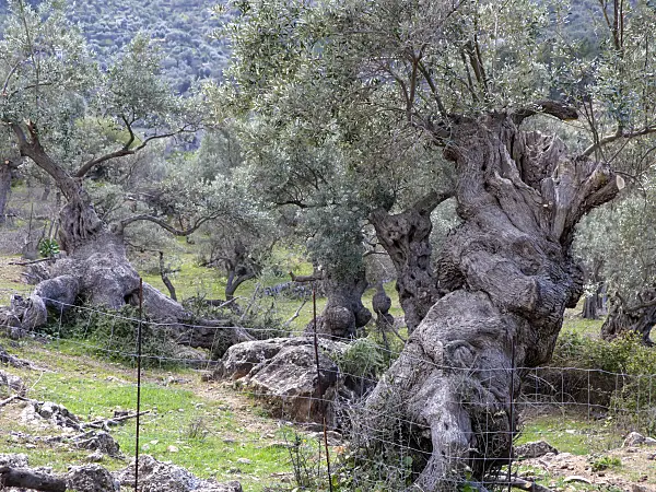 424106 - Olivier (Olea europaea)