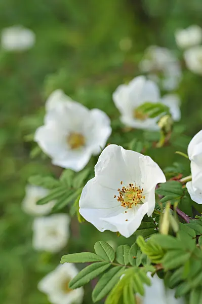 472014 - Omei rose (Rosa omeiensis)