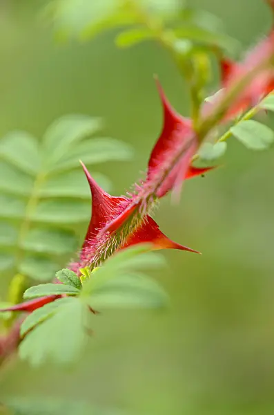 521323 - Omei rose (Rosa omeiensis)