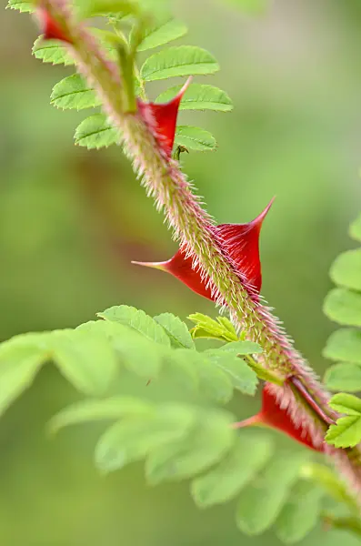 521420 - Omei rose (Rosa omeiensis)