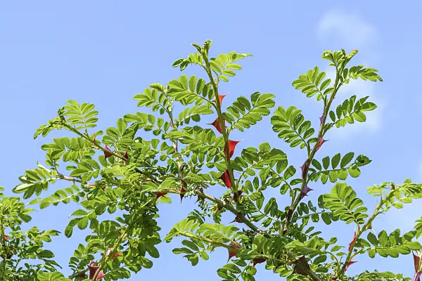 547283 - Omei rose (Rosa omeiensis var. pteracantha)