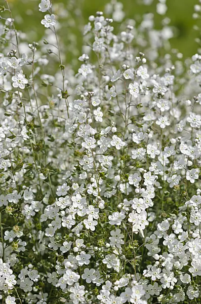 533209 - Omphalodes linifolia