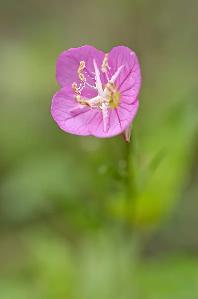 489029 - Onagre rosée (Oenothera rosea)